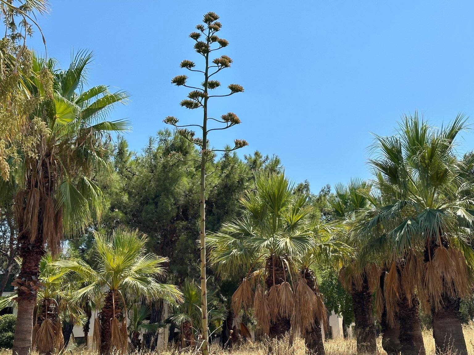 20230828 Agave 01