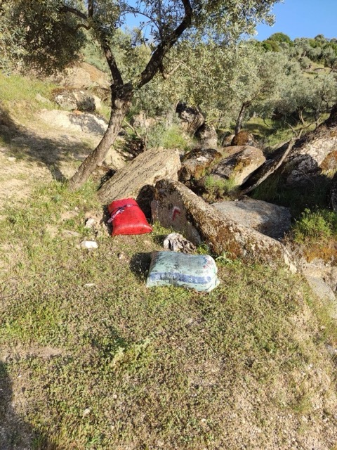 20250509 Zeytin 01