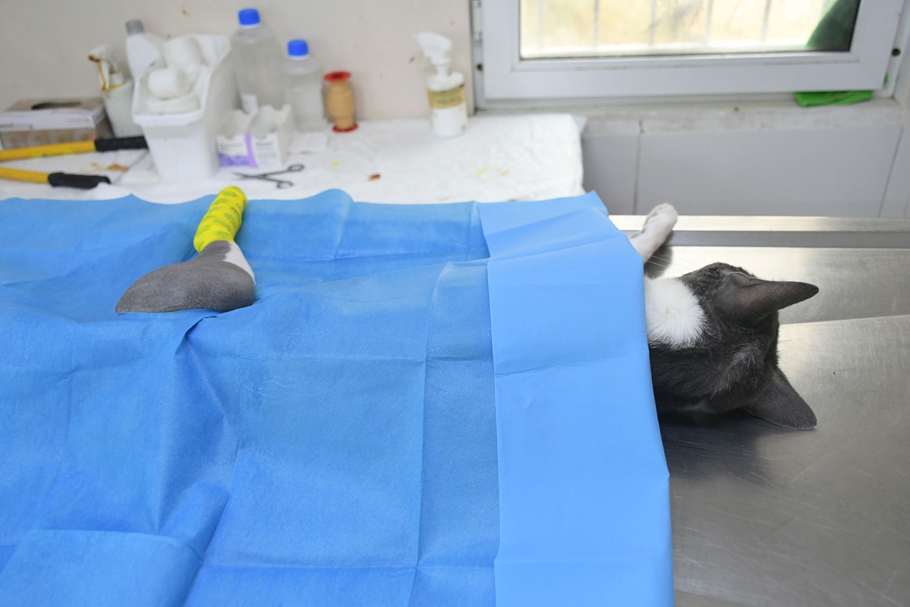 20250604 Kedi 02