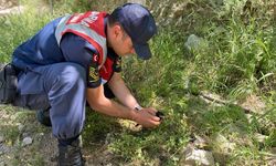 Aydın’da yavru kargayı jandarma kurtardı