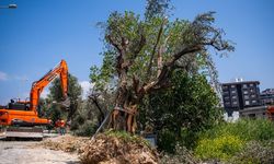Kuşadası’nda 1137 ağaç kurtarıldı