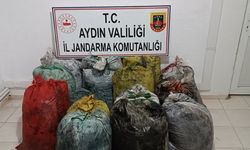 Aydın’da zeytin hırsızlarına suçüstü