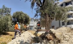 Kuşadası Belediyesi zeytin ağaçlarını yaşatıyor