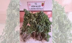 Aydın’da esrar operasyonu: 15 gözaltı