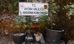 Aydın’da saksıda esrar yetiştiren zanlı yakalandı