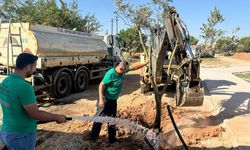 Efeler’de ağaçlar yeni yaşam alanına kavuştu
