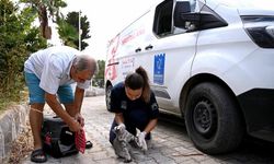 Kuşadası Belediyesi 2025 yılında da can dostların yanında oldu