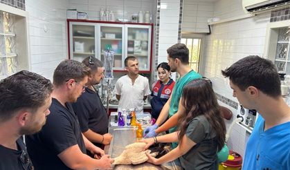 Aydın’da yaralı leylek için protez bacak üretilecek