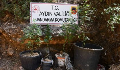 Aydın’da saksıda esrar yetiştiren zanlı yakalandı
