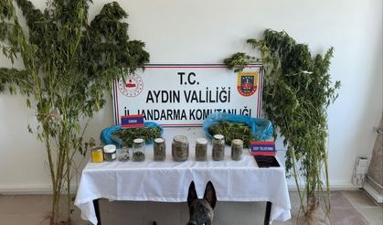Aydın’da zehir taciri jandarmadan kaçamadı