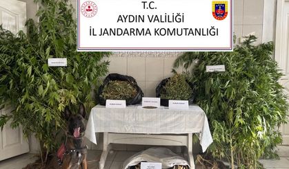 Aydın’da esrar operasyonu: 1 tutuklu