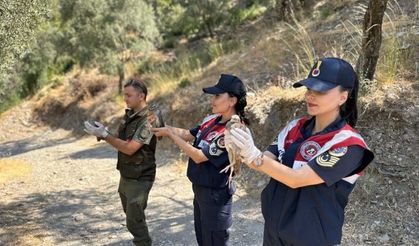 Kaçak avcılardan ele geçirilen kuşlar doğaya geri salındı