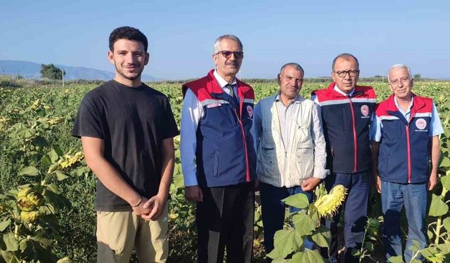 Aydın’da ayçiçeği hasadı öncesi üreticilere destek müjdesi