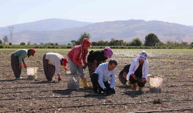 Başkan Yetişkin enginar fidelerini toprakla buluşturdu