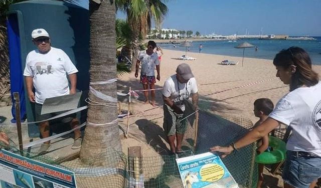 Deniz kaplumbağaları bu yıl Didim’e yumurta bırakmadı