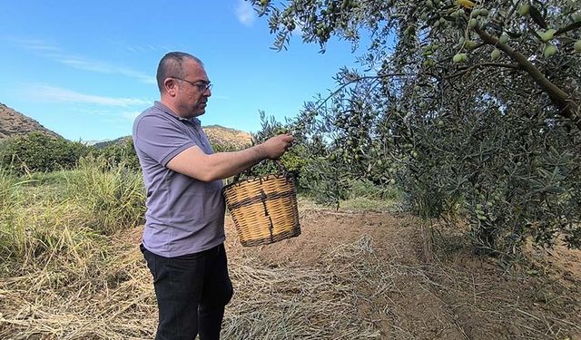 Karakoz, zeytin ve zeytinyağı üreticisi için destek istedi