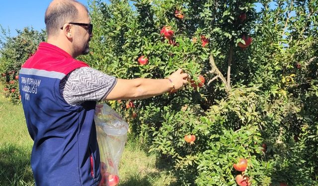 Aydın’da pestisit kalıntı analizi için nar numuneleri alındı