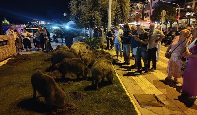 Kuşadası’nda domuz istilası