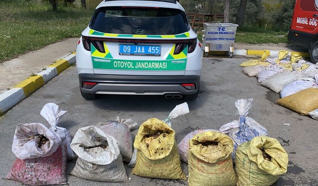 Aydın’da kaçak toplanan 1800 kilogram canlı salyangoz ele geçirildi