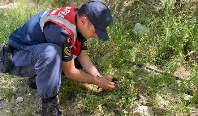 Aydın’da yavru kargayı jandarma kurtardı