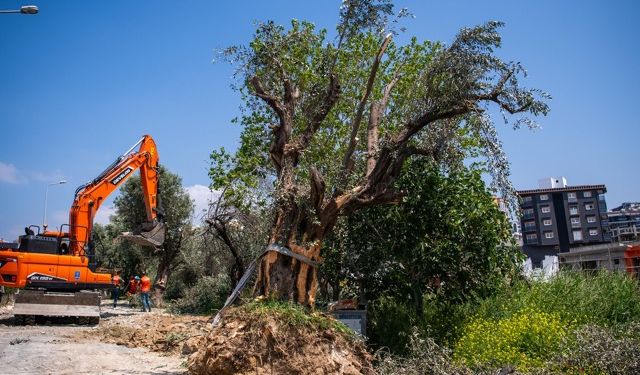 Kuşadası’nda 1137 ağaç kurtarıldı
