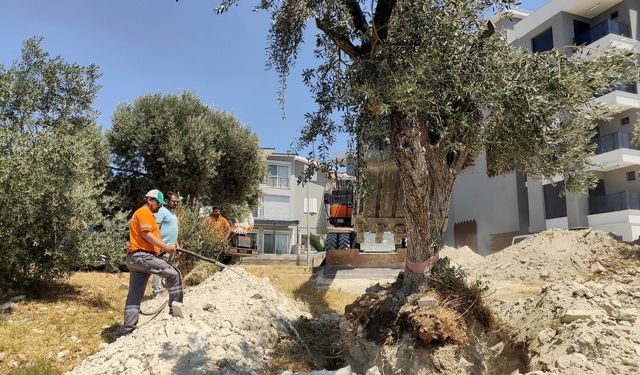 Kuşadası Belediyesi zeytin ağaçlarını yaşatıyor