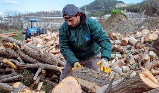 Kuşadası’nda ağaç atıkları yakacağa dönüşüyor