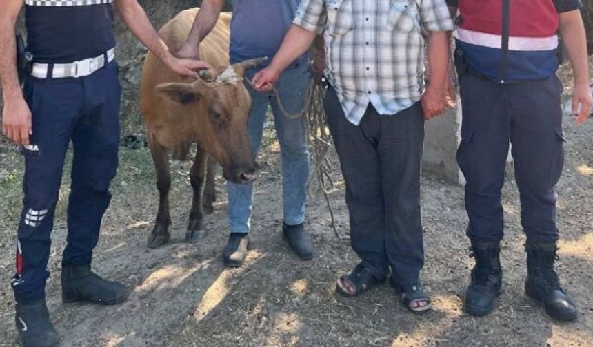Jandarma hayvan hırsızını kıskıvrak yakaladı