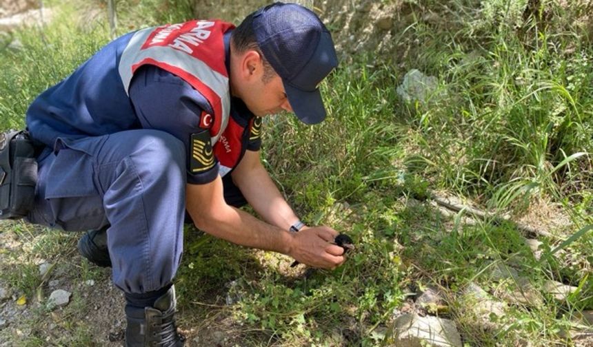 Aydın’da yavru kargayı jandarma kurtardı