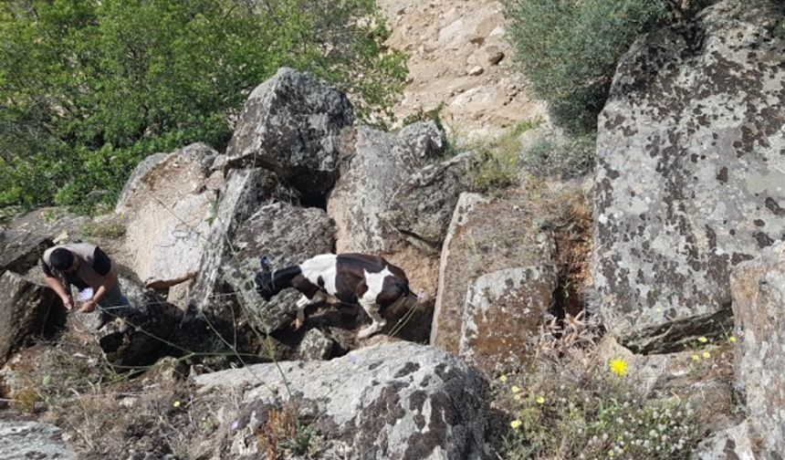 Uçuruma düşen kaçak inekleri jandarma kurtardı