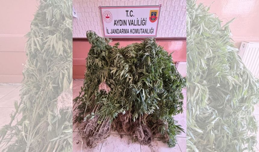 Aydın’da esrar operasyonu: 15 gözaltı