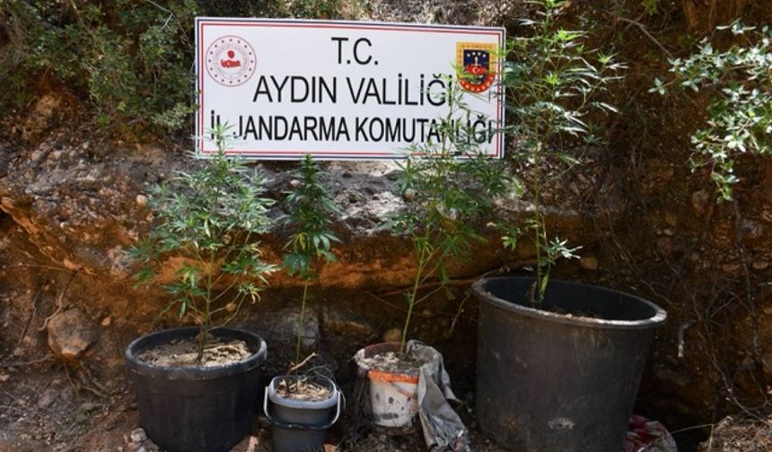 Aydın’da saksıda esrar yetiştiren zanlı yakalandı
