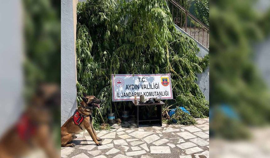 Aydın’da gizli esrar bahçesini narkotik köpeği buldu