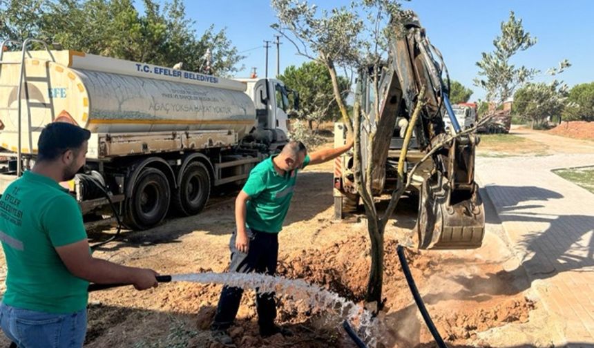 Efeler’de ağaçlar yeni yaşam alanına kavuştu