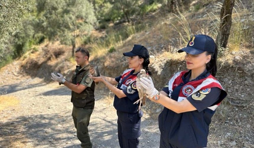 Kaçak avcılardan ele geçirilen kuşlar doğaya geri salındı